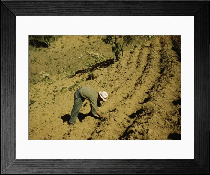 Framed Print : FSA borrower and member of Yauco tomato cooperative... vicinity of Yauco, Puerto Rico, 1942. Creator: Jack Delano Framed Print : FSA borrower and member of Yauco tomato cooperative... vicinity of Yauco, Puerto Rico, 1942. Creator: Jack Delano