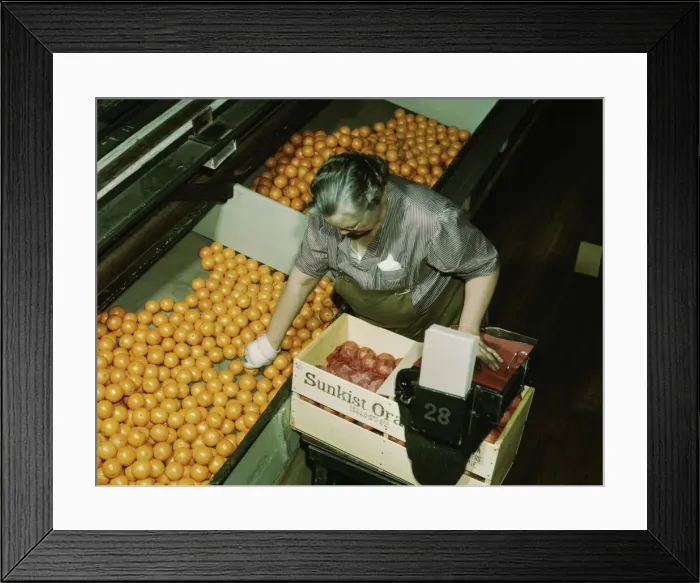 Framed Print : Packing oranges at a co-op orange packing plant, Redlands, Calif. 1943. Creator: Jack Delano Framed Print : Packing oranges at a co-op orange packing plant, Redlands, Calif. 1943. Creator: Jack Delano