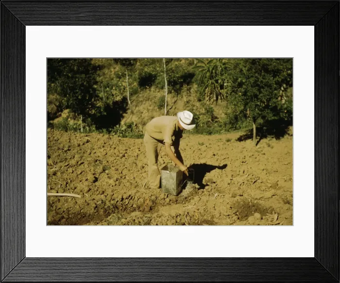 Framed Print : FSA borrower and member of Yauco tomato cooperative... vicinity of Yauco, Puerto Rico, 1942. Creator: Jack Delano Framed Print : FSA borrower and member of Yauco tomato cooperative... vicinity of Yauco, Puerto Rico, 1942. Creator: Jack Delano