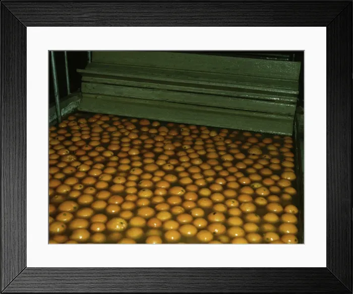Framed Print : Washing oranges at an orange packing co-op, Redlands, Calif. 1943. Creator: Jack Delano Framed Print : Washing oranges at an orange packing co-op, Redlands, Calif. 1943. Creator: Jack Delano