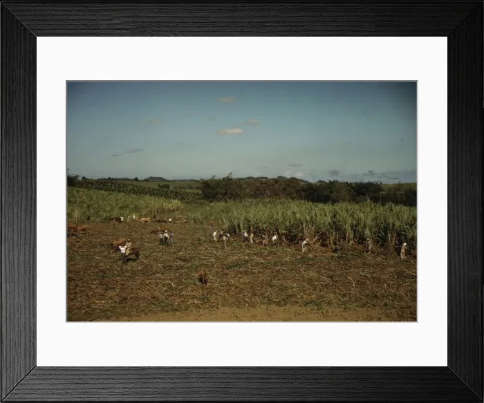 Framed Print : FSA borrowers harvesting sugar cane cooperatively on a farm, vicinity Rio Piedras, Puerto Rico, 1941 Creator: Jack Delano Framed Print : FSA borrowers harvesting sugar cane cooperatively on a farm, vicinity Rio Piedras, Puerto Rico, 1941 Creator: Jack Delano