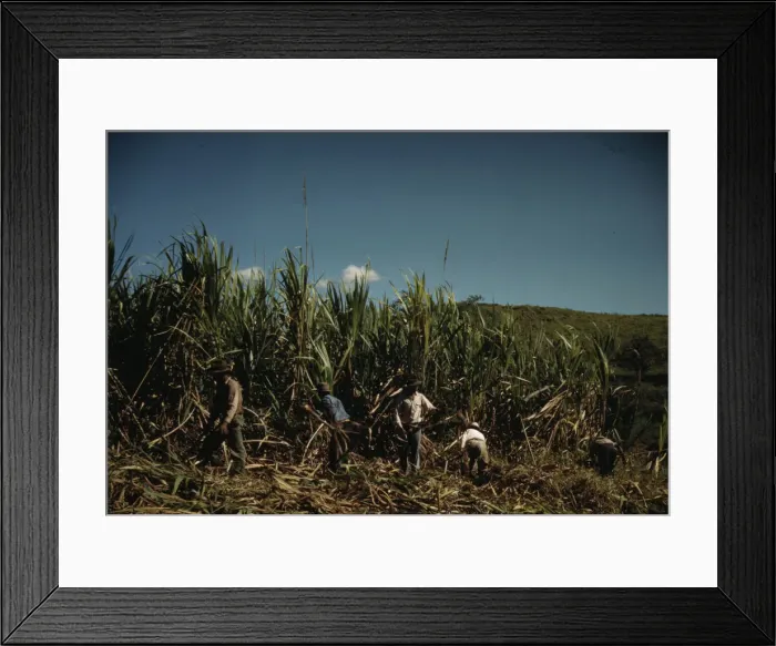 Framed Print : FSA farmers working in a sugar cane field, vicinity of Rio Piedras, Puerto Rico. 1941. Creator: Jack Delano Framed Print : FSA farmers working in a sugar cane field, vicinity of Rio Piedras, Puerto Rico. 1941. Creator: Jack Delano