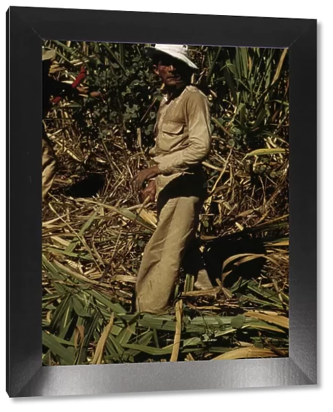 FSA borrower and participant in the sugar cane cooperative, Rio Piedras, Puerto Rico, 1941. Creator: Jack Delano