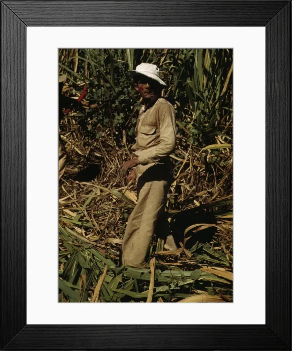 Framed Print : FSA borrower and participant in the sugar cane cooperative, Rio Piedras, Puerto Rico, 1941. Creator: Jack Delano Framed Print : FSA borrower and participant in the sugar cane cooperative, Rio Piedras, Puerto Rico, 1941. Creator: Jack Delano