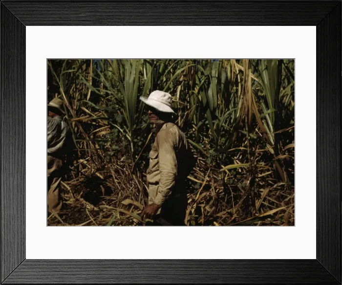 Framed Print : FSA borrower and participant in the sugar cane cooperative, Rio Piedras, Puerto Rico, 1941. Creator: Jack Delano Framed Print : FSA borrower and participant in the sugar cane cooperative, Rio Piedras, Puerto Rico, 1941. Creator: Jack Delano