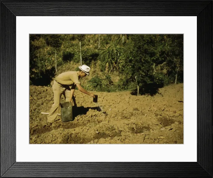 Framed Print : FSA borrower and member of Yauco tomato cooperative... vicinity of Yauco, Puerto Rico, 1942. Creator: Jack Delano Framed Print : FSA borrower and member of Yauco tomato cooperative... vicinity of Yauco, Puerto Rico, 1942. Creator: Jack Delano