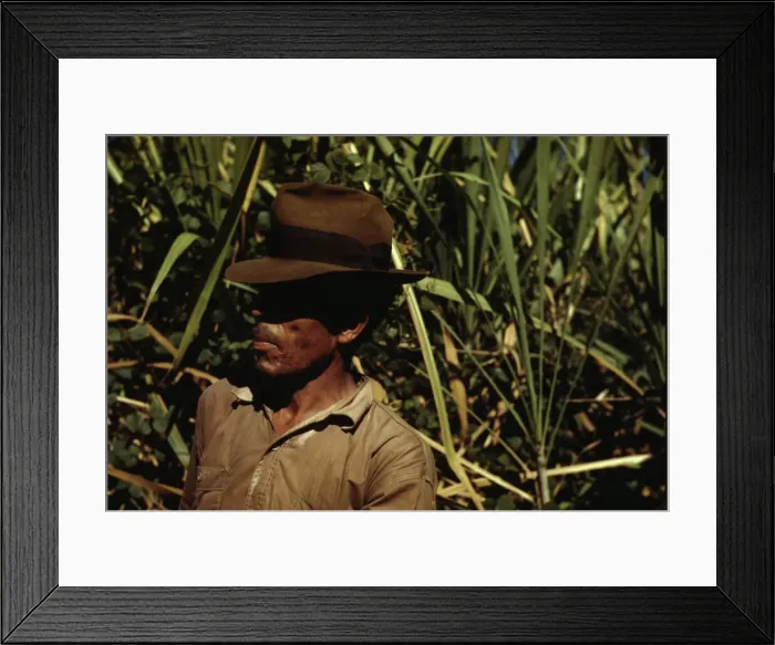 Framed Print : FSA borrower who is a member of a sugar cooperative, vicinity of Rio Piedras, Puerto Rico, 1942. Creator: Jack Delano Framed Print : FSA borrower who is a member of a sugar cooperative, vicinity of Rio Piedras, Puerto Rico, 1942. Creator: Jack Delano