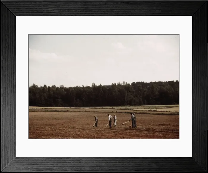 Framed Print : Chopping cotton, Greene County, Ga. ?, ca. 1941. Creators: Marion Post Wolcott, Jack Delano Framed Print : Chopping cotton, Greene County, Ga. ?, ca. 1941. Creators: Marion Post Wolcott, Jack Delano