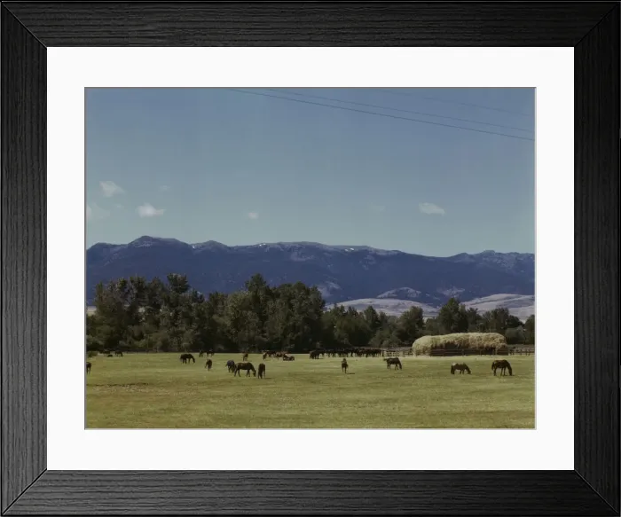 Framed Print : Horse breeding ranch, Grant Co. Oregon, 1942. Creator: Russell Lee