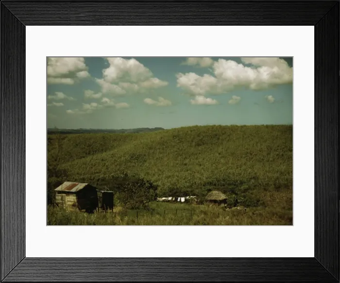 Framed Print : Sugar cane land, vicinity of Rio Piedras, Puerto Rico, 1941. Creator: Jack Delano Framed Print : Sugar cane land, vicinity of Rio Piedras, Puerto Rico, 1941. Creator: Jack Delano