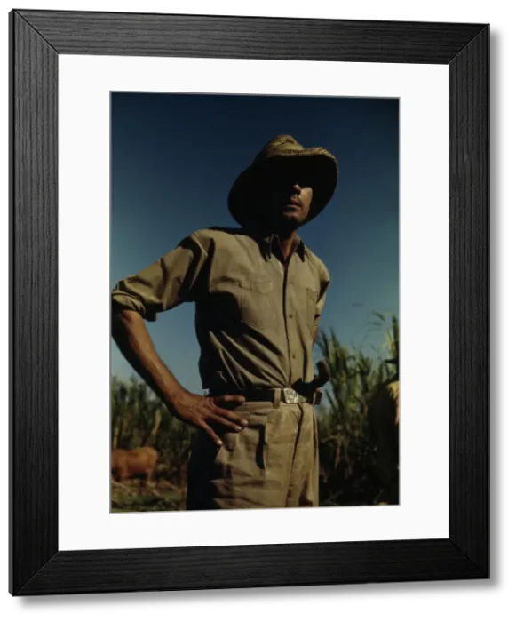 Framed Print : Man in a sugar-cane field during harvest, vicinity of Rio Piedras? Puerto Rico, 1941 or 1942. Creator: Jack Delano Framed Print : Man in a sugar-cane field during harvest, vicinity of Rio Piedras? Puerto Rico, 1941 or 1942. Creator: Jack Delano