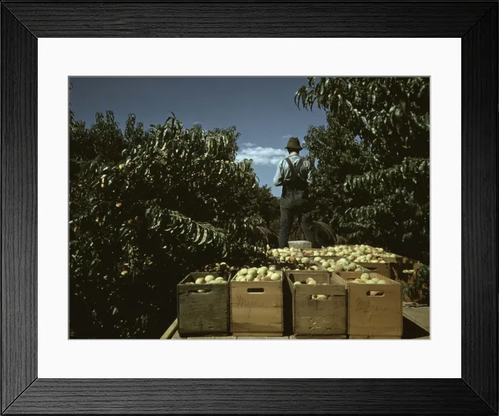 Framed Print : Hauling crates of peaches from the orchard to the shipping shed, Delta County, Colo. 1940. Creator: Russell Lee Framed Print : Hauling crates of peaches from the orchard to the shipping shed, Delta County, Colo. 1940. Creator: Russell Lee
