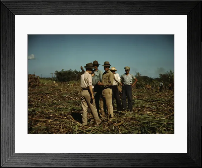Framed Print : Sugar cane workers resting, Rio Piedras, Puerto Rico, 1941. Creator: Jack Delano Framed Print : Sugar cane workers resting, Rio Piedras, Puerto Rico, 1941. Creator: Jack Delano