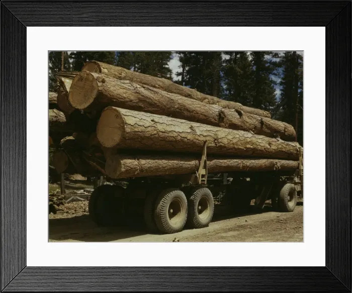 Framed Print : Truck load of ponderosa pine, Edward Hines Lumber Co. operations... Grant County, Oregon, 1942. Creator: Russell Lee Framed Print : Truck load of ponderosa pine, Edward Hines Lumber Co. operations... Grant County, Oregon, 1942. Creator: Russell Lee