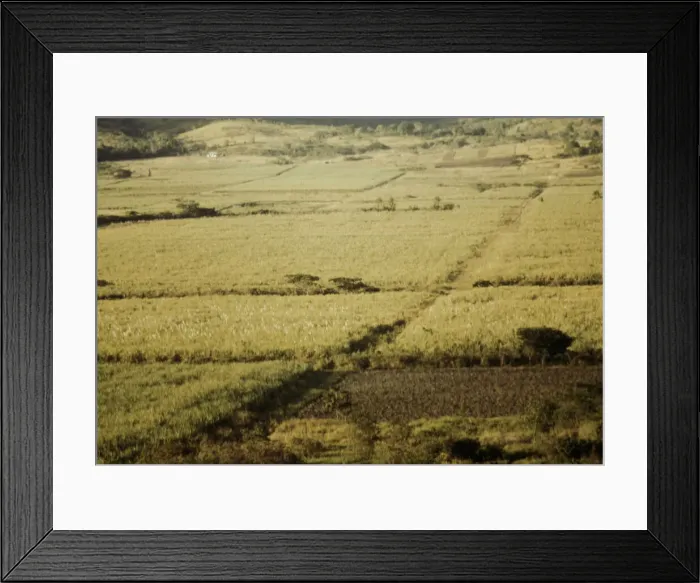 Framed Print : Sugar cane fields on the north-west part of the island, St. Croix island, Virgin Islands, 1941. Creator: Jack Delano Framed Print : Sugar cane fields on the north-west part of the island, St. Croix island, Virgin Islands, 1941. Creator: Jack Delano