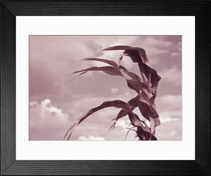 Framed Print : Corn near Muskogee, Oklahoma, 1939 or 1940. Creator: Russell Lee Framed Print : Corn near Muskogee, Oklahoma, 1939 or 1940. Creator: Russell Lee