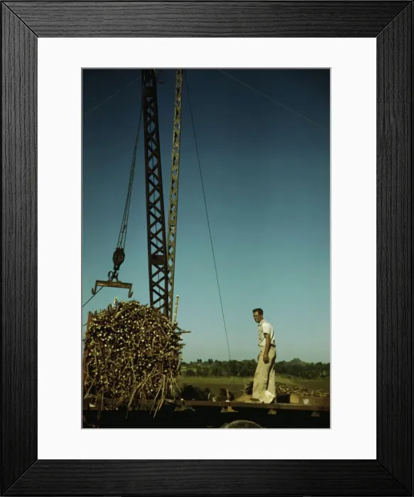 Framed Print : Crane at a central'sugar cane gathering place, San Sebastian vicinity, Puerto Rico, 1942. Creator: Jack Delano Framed Print : Crane at a central'sugar cane gathering place, San Sebastian vicinity, Puerto Rico, 1942. Creator: Jack Delano