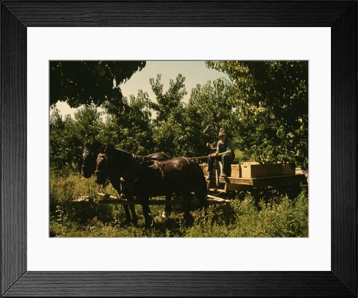 Framed Print : Hauling crates of peaches from the orchard to the shipping shed, Delta County, Colo. 1940. Creator: Russell Lee Framed Print : Hauling crates of peaches from the orchard to the shipping shed, Delta County, Colo. 1940. Creator: Russell Lee