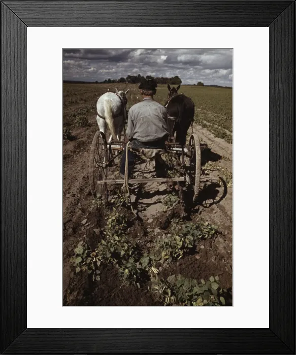 Framed Print : Bill Stagg turning up pinto beans, Pie Town, New Mexico, 1940. Creator: Russell Lee Framed Print : Bill Stagg turning up pinto beans, Pie Town, New Mexico, 1940. Creator: Russell Lee