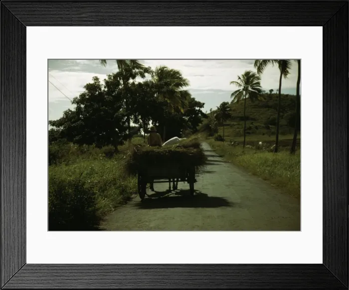 Framed Print : A farm road near one of the villages'on the northern coast, St. Croix, Virgin Islands, 1941. Creator: Jack Delano Framed Print : A farm road near one of the villages'on the northern coast, St. Croix, Virgin Islands, 1941. Creator: Jack Delano