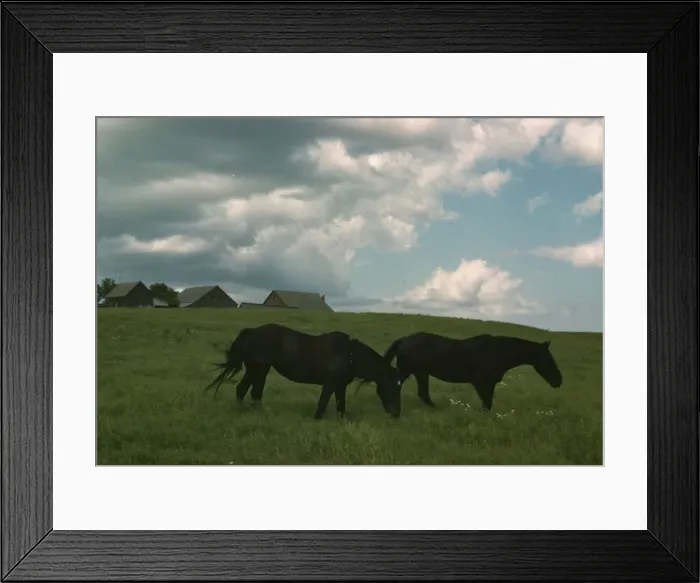 Framed Print : Work horses near Junction City, Kansas, 1942 or 1943. Creator: Louise Rosskam Framed Print : Work horses near Junction City, Kansas, 1942 or 1943. Creator: Louise Rosskam
