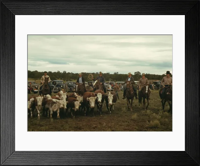 Framed Print : Driving calves into the corral for roping at the rodeo of the Pie Town, New Mexico Fair, 1940. Creator: Russell Lee Framed Print : Driving calves into the corral for roping at the rodeo of the Pie Town, New Mexico Fair, 1940. Creator: Russell Lee