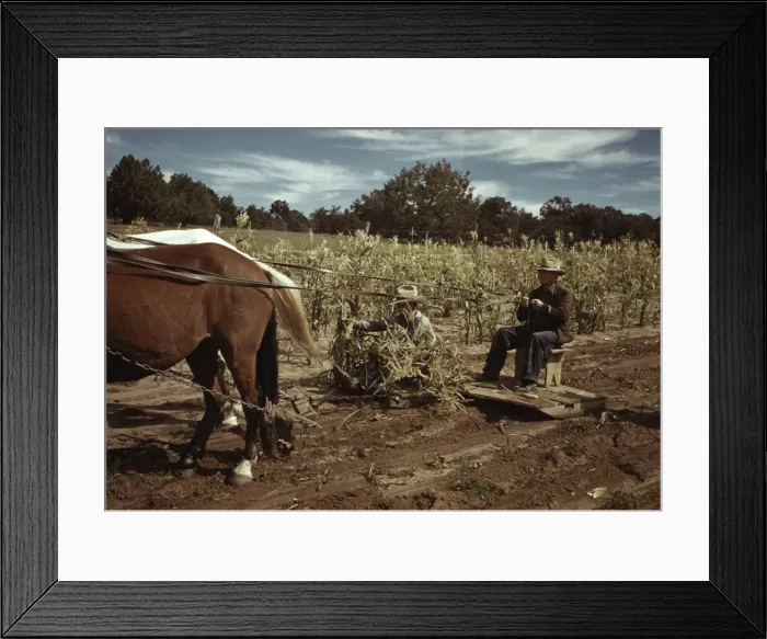 Framed Print : Harvesting corn, Pie Town, New Mexico, 1940. Creator: Russell Lee Framed Print : Harvesting corn, Pie Town, New Mexico, 1940. Creator: Russell Lee