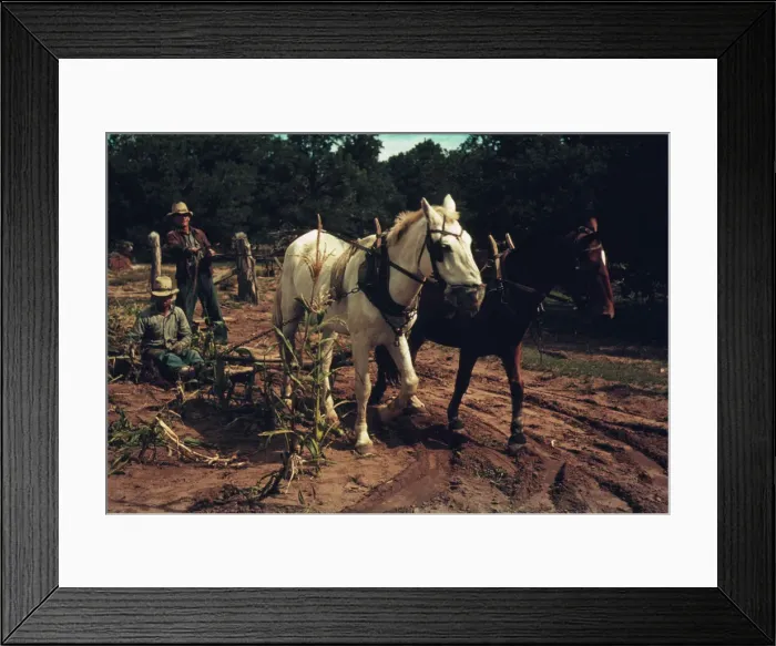 Framed Print : Harvesting new corn from the field of Jim Norris, Pie Town, New Mexico, 1940. Creator: Russell Lee Framed Print : Harvesting new corn from the field of Jim Norris, Pie Town, New Mexico, 1940. Creator: Russell Lee