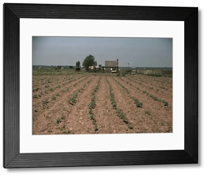Framed Print : Farm in southern U.S... Louisiana?, ca. 1940. Creator: Marion Post Wolcott Framed Print : Farm in southern U.S... Louisiana?, ca. 1940. Creator: Marion Post Wolcott