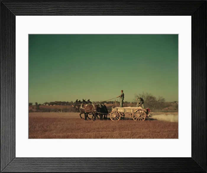 Framed Print : Spreading fertilizer from 4-mule team wagon, Georgia, ca. 1940. Creator: Marion Post Wolcott Framed Print : Spreading fertilizer from 4-mule team wagon, Georgia, ca. 1940. Creator: Marion Post Wolcott