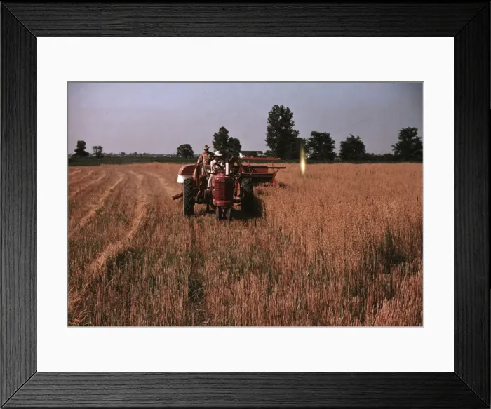 Framed Print : Harvesting oats, southeastern Georgia?, ca. 1940. Creator: Marion Post Wolcott Framed Print : Harvesting oats, southeastern Georgia?, ca. 1940. Creator: Marion Post Wolcott