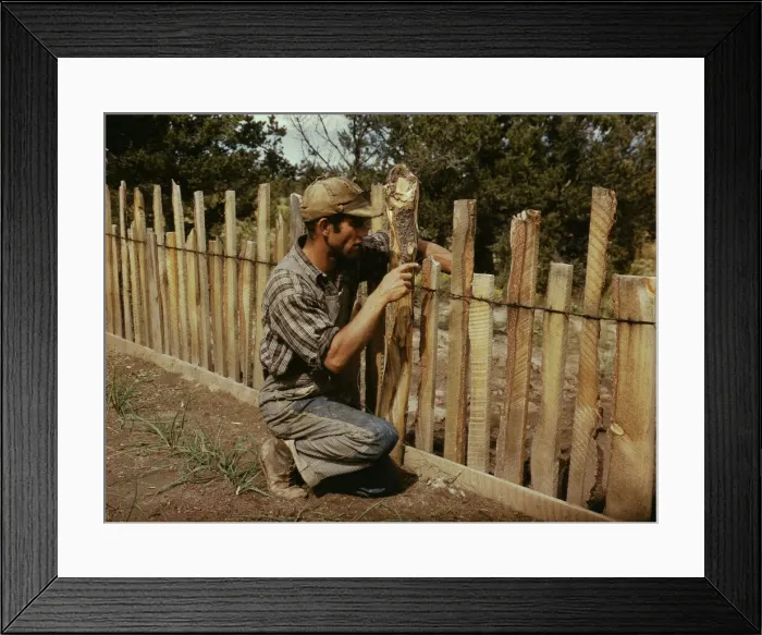 Framed Print : Jack Whinery, homesteader, repairing fence which he built with slabs, Pie Town, New Mexico, 1940. Creator: Russell Lee Framed Print : Jack Whinery, homesteader, repairing fence which he built with slabs, Pie Town, New Mexico, 1940. Creator: Russell Lee