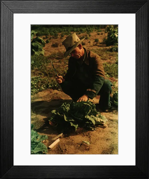 Framed Print : Jim Norris, homesteader, cutting a head of cabbage, Pie Town, New Mexico, 1940. Creator: Russell Lee Framed Print : Jim Norris, homesteader, cutting a head of cabbage, Pie Town, New Mexico, 1940. Creator: Russell Lee