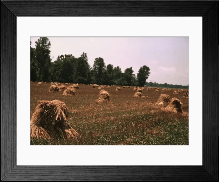 Framed Print : Typical southeastern Georgia farm with newly harvested field of oats, 1939. Creator: Marion Post Wolcott Framed Print : Typical southeastern Georgia farm with newly harvested field of oats, 1939. Creator: Marion Post Wolcott