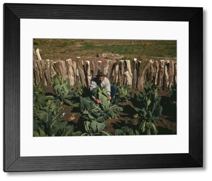 Framed Print : Mr. Leatherman, homesteader, tying up cauliflower, Pie Town, New Mexico, 1940. Creator: Russell Lee Framed Print : Mr. Leatherman, homesteader, tying up cauliflower, Pie Town, New Mexico, 1940. Creator: Russell Lee