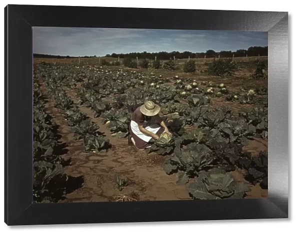 Mrs. Jim Norris with homegrown cabbage, one of the many vegetables... Pie Town, New Mexico, 1940. Creator: Russell Lee