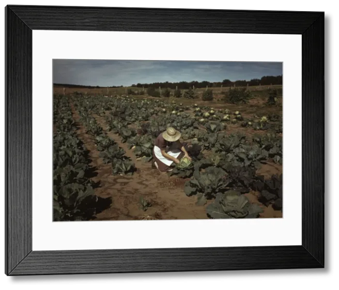 Framed Print : Mrs. Jim Norris with homegrown cabbage, one of the many vegetables... Pie Town, New Mexico, 1940. Creator: Russell Lee Framed Print : Mrs. Jim Norris with homegrown cabbage, one of the many vegetables... Pie Town, New Mexico, 1940. Creator: Russell Lee