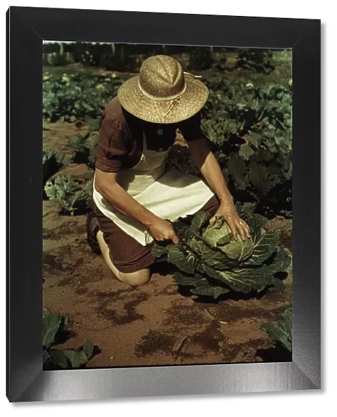 Mrs. Norris with homegrown cabbage, one of the many vegetables... Pie Town, New Mexico, 1940. Creator: Russell Lee