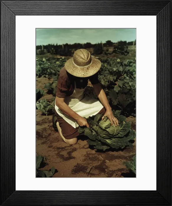 Framed Print : Mrs. Norris with homegrown cabbage, one of the many vegetables... Pie Town, New Mexico, 1940. Creator: Russell Lee Framed Print : Mrs. Norris with homegrown cabbage, one of the many vegetables... Pie Town, New Mexico, 1940. Creator: Russell Lee