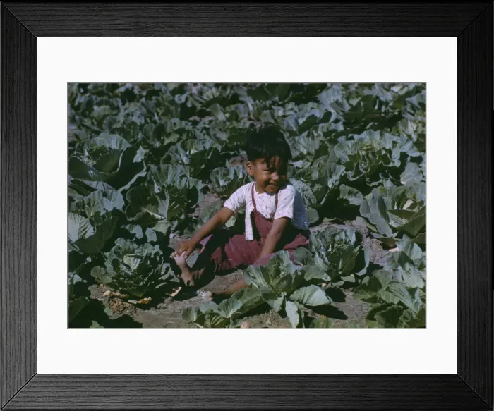 Framed Print : Child of a migratory farm laborer in the field during the harvest... FSA labor camp, Tex. 1942. Creator: Arthur Rothstein Framed Print : Child of a migratory farm laborer in the field during the harvest... FSA labor camp, Tex. 1942. Creator: Arthur Rothstein