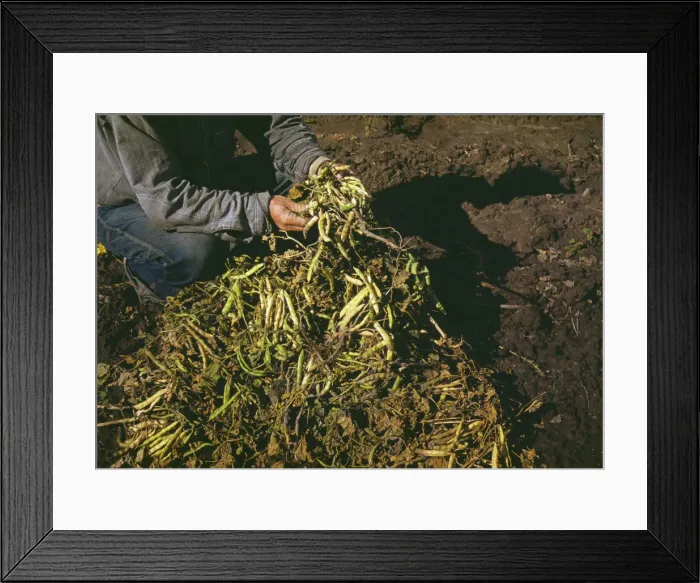 Framed Print : Pinto beans, main crop at Pie Town, New Mexico, 1940. Creator: Russell Lee Framed Print : Pinto beans, main crop at Pie Town, New Mexico, 1940. Creator: Russell Lee