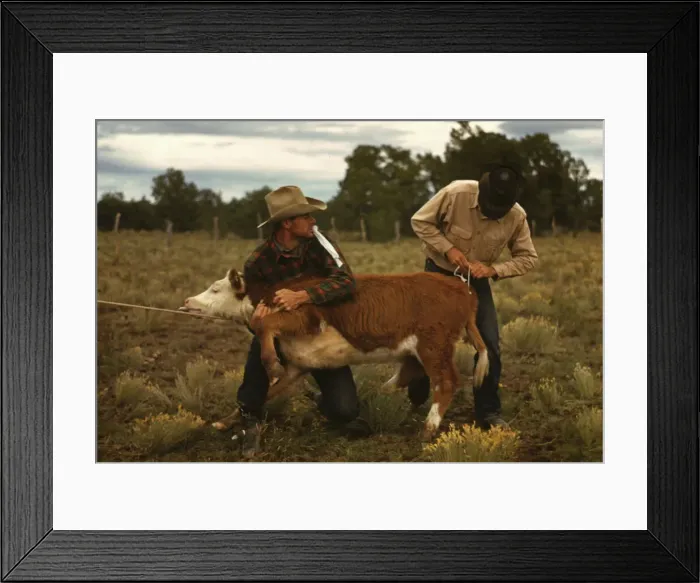 Framed Print : Tying a ribbon on a calfs tail... feature attractions at the Pie Town, New Mexico Fair rodeo, 1940. Creator: Russell Lee Framed Print : Tying a ribbon on a calfs tail... feature attractions at the Pie Town, New Mexico Fair rodeo, 1940. Creator: Russell Lee