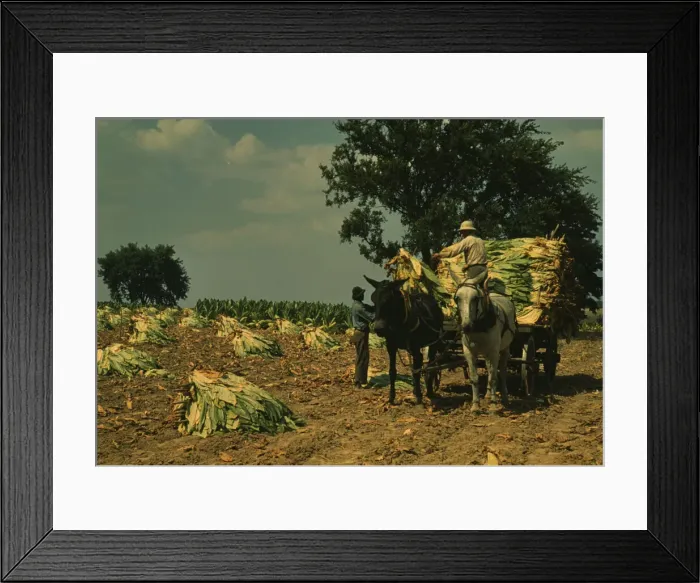 Framed Print : Taking burley tobacco in from the fields after it had been cut... Russell Spears farm, Ky. 1940. Creator: Marion Post Wolcott Framed Print : Taking burley tobacco in from the fields after it had been cut... Russell Spears farm, Ky. 1940. Creator: Marion Post Wolcott