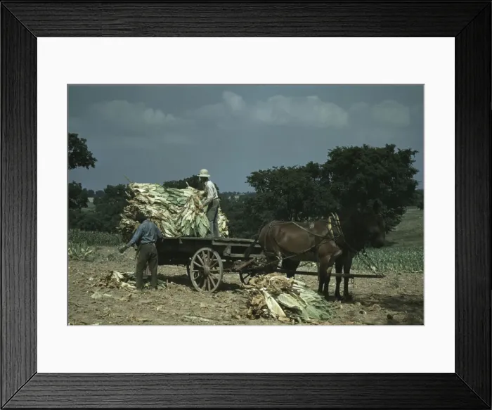 Framed Print : Taking burley tobacco in from the fields after it had been cut... Russell Spears farm, Ky. 1940. Creator: Marion Post Wolcott Framed Print : Taking burley tobacco in from the fields after it had been cut... Russell Spears farm, Ky. 1940. Creator: Marion Post Wolcott