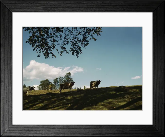 Framed Print : Cows on a hillside, between 1941 and 1942. Creator: Unknown Framed Print : Cows on a hillside, between 1941 and 1942. Creator: Unknown