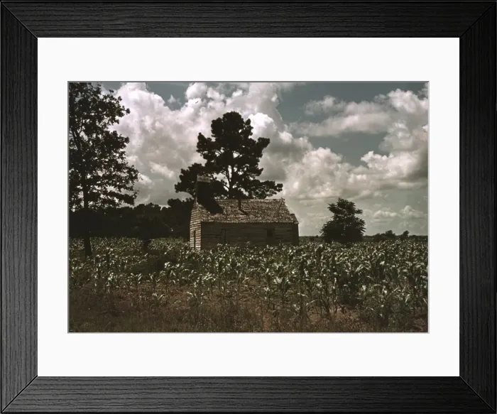 Framed Print : A Negro church in a corn field, Manning, S. C. 1939. Creator: Marion Post Wolcott Framed Print : A Negro church in a corn field, Manning, S. C. 1939. Creator: Marion Post Wolcott