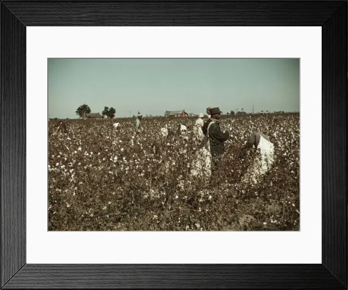 Framed Print : Day laborers picking cotton near Clarksdale, Miss. 1939. Creator: Marion Post Wolcott Framed Print : Day laborers picking cotton near Clarksdale, Miss. 1939. Creator: Marion Post Wolcott