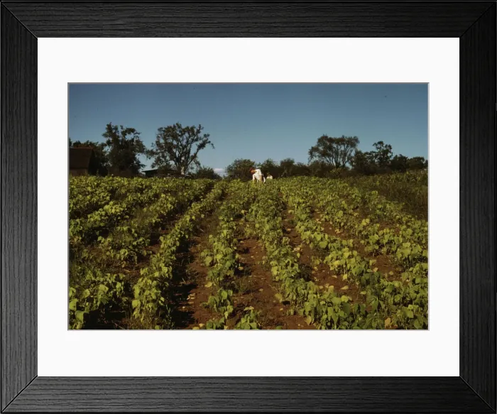 Framed Print : Field of cotton, between 1941 and 1942. Creator: Unknown Framed Print : Field of cotton, between 1941 and 1942. Creator: Unknown