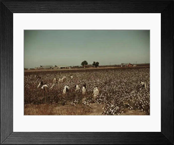 Framed Print : Day laborers picking cotton near Clarksdale, Miss. 1939. Creator: Marion Post Wolcott Framed Print : Day laborers picking cotton near Clarksdale, Miss. 1939. Creator: Marion Post Wolcott