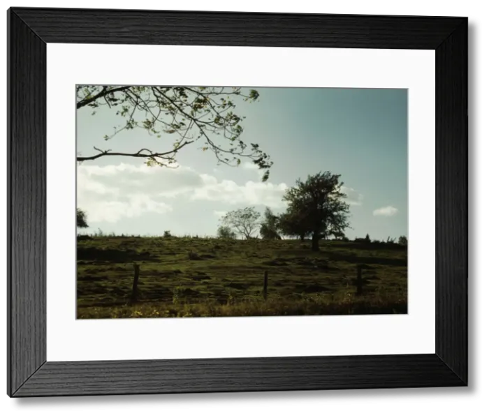 Framed Print : Field or pasture, between 1941 and 1942. Creator: Unknown Framed Print : Field or pasture, between 1941 and 1942. Creator: Unknown